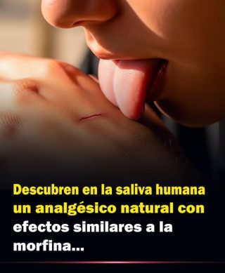 Descubren en la saliva humana un analgésico natural con efectos similares a la morfina.
