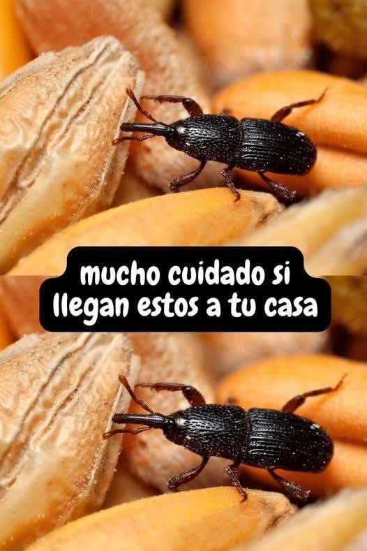 ¿Qué Significa que Aparezca un Alacrán en tu Casa? Descubre el Mensaje y las Causas.