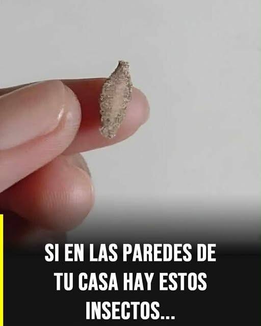El curioso insecto que aparece en paredes y techos del hogar