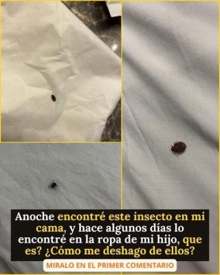 Pequeñas pero peligrosas: todo lo que debes saber sobre las garrapatas y cómo protegerte