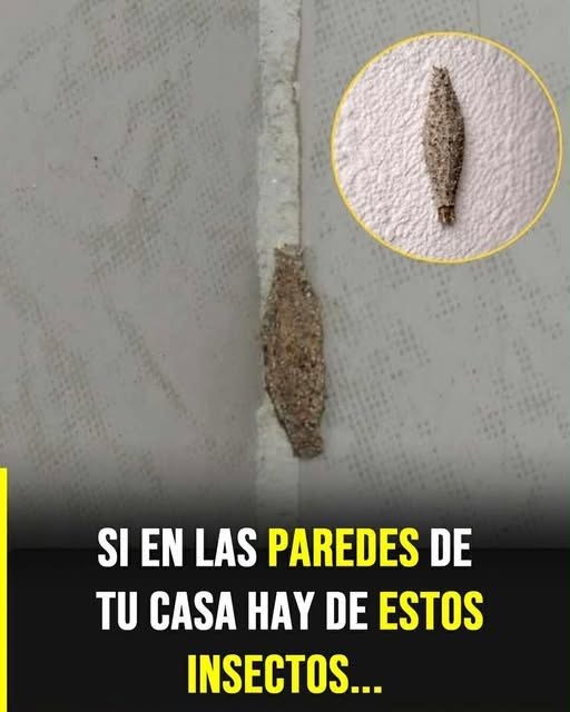 El insecto silencioso que aparece en paredes y techos y despierta curiosidad en el hogar