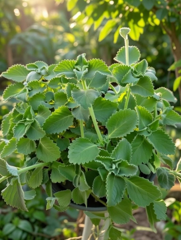 Si tienes esta planta en tu casa, tienes un tesoro y no lo sabias