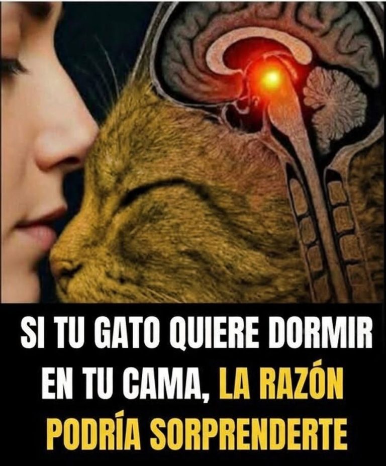 Si tu gato quiere dormir en tu cama, el motivo puede que te sorprenda