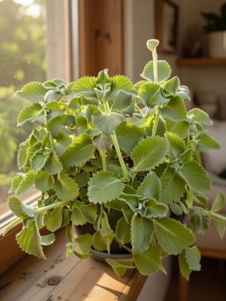 Si tienes esta planta en tu casa, tienes un tesoro y no lo sabias