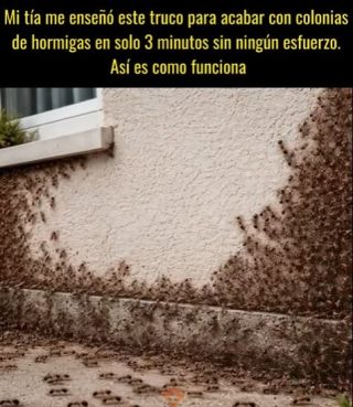 Cómo terminar con las colonias de hormigas en solo 3 minutos con este truco