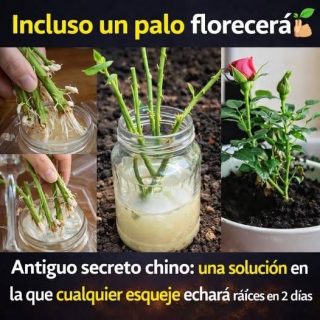 Antigua receta china: una solución en la que cualquier esqueje echará raíces en solo 2 día