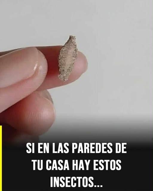 El insecto silencioso que aparece en paredes y techos y despierta curiosidad en el hogar