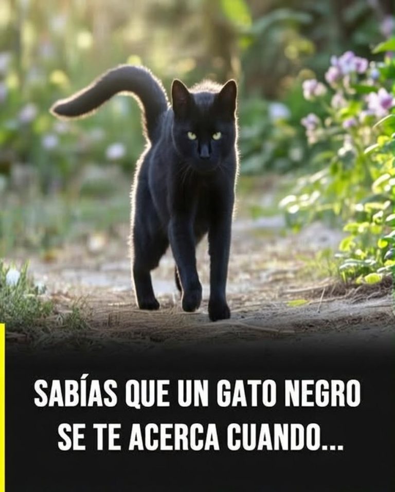 Qué simboliza el acercamiento de un gato negro y cómo interpretarlo hoy