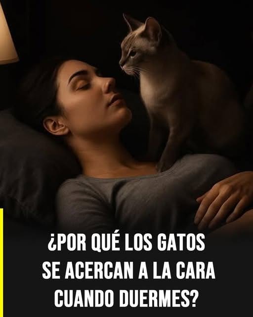 Por qué los gatos se acercan a tu cara mientras duermes y qué revela su comportamiento