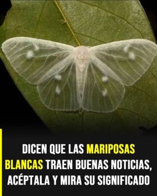 ¿Qué significa que una mariposa blanca te visite? El simbolismo y las creencias detrás de este curioso encuentro