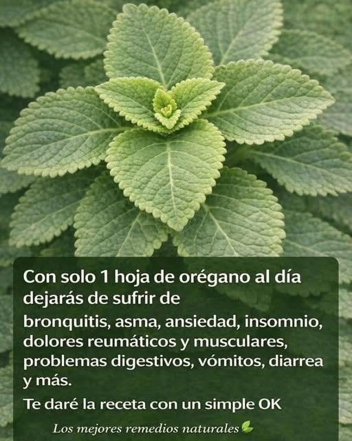 Remedio a base de orégano para tratar enfermedades respiratorias
