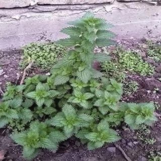 Beneficios y usos de la ortiga: una planta humilde con grandes secretos