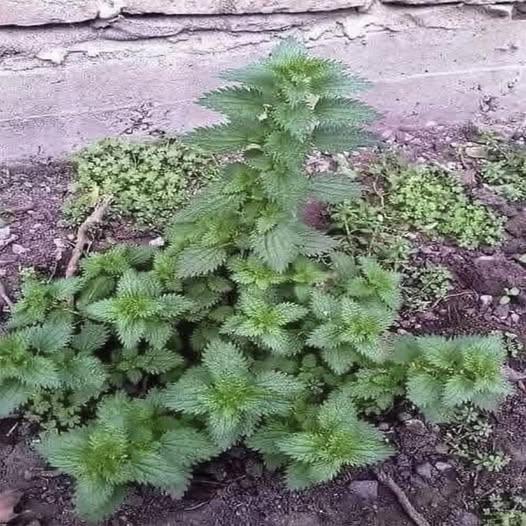 Beneficios y usos de la ortiga: una planta humilde con grandes secretos