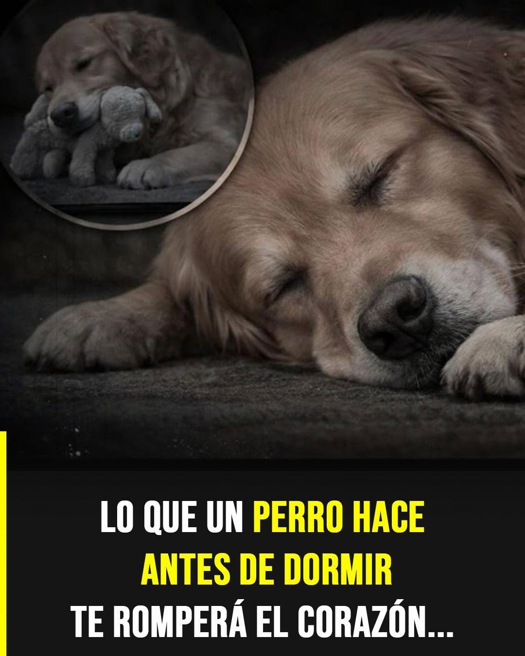 Señales de que un perro se está despidiendo: cómo acompañarlo con amor en sus últimos días