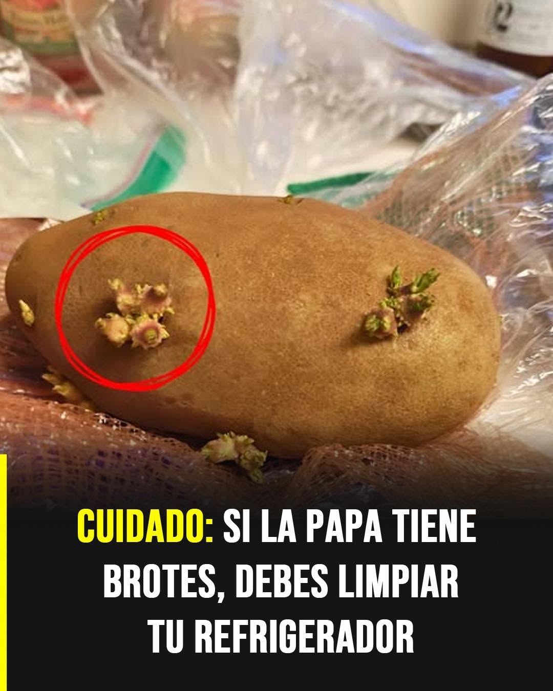 Papas verdes y brotes: el riesgo silencioso de la solanina que muchos subestiman