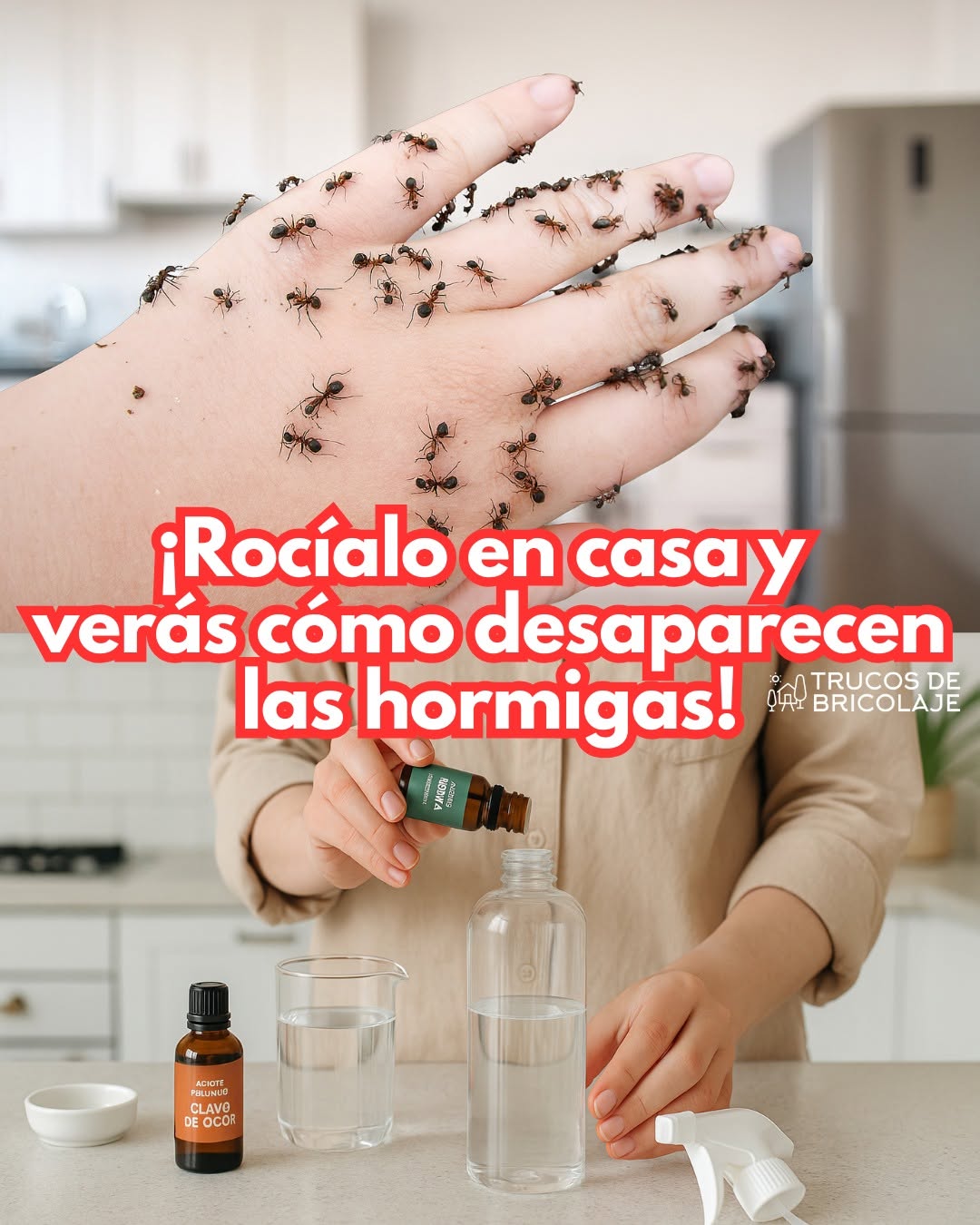 ¡Rocíalo en casa y verás cómo desaparecen las hormigas!