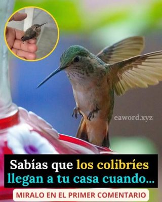 Qué significa que un colibrí aparezca en tu casa