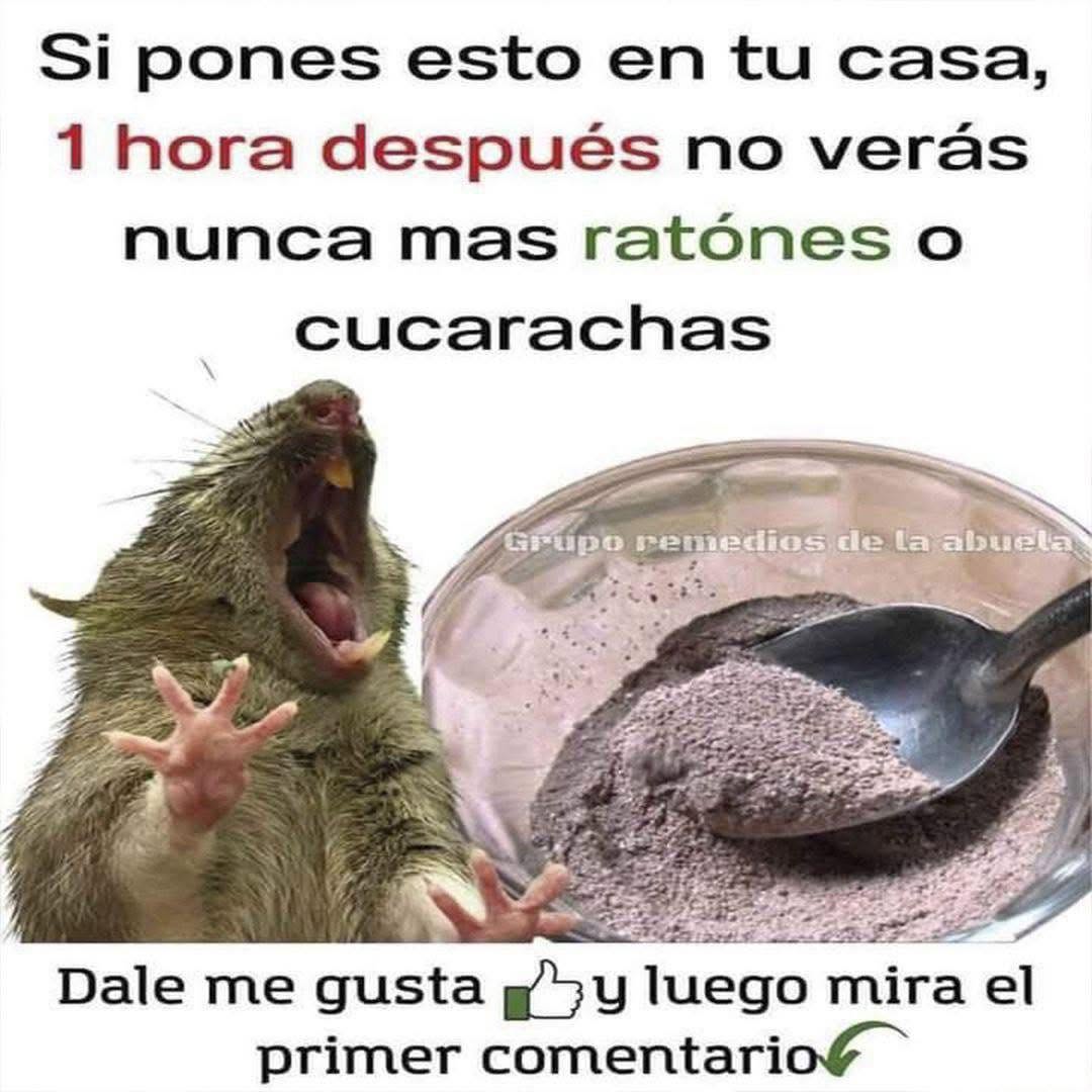 Mezcla natural para eliminar ratones y cucarachas: el truco casero que de verdad funciona
