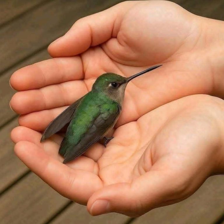 Qué significa que un colibrí aparezca en tu casa