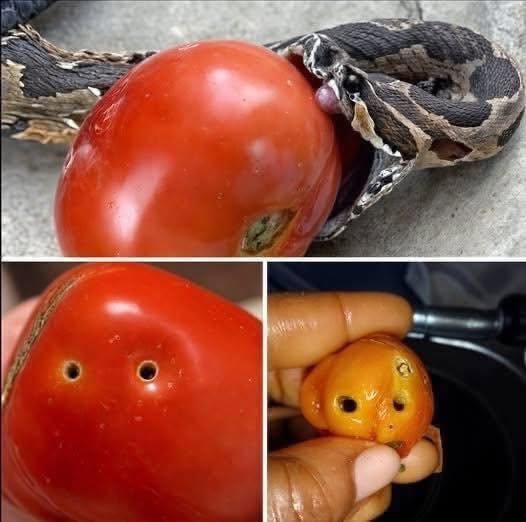 Siempre que te encuentres con un tomate con esta apariencia