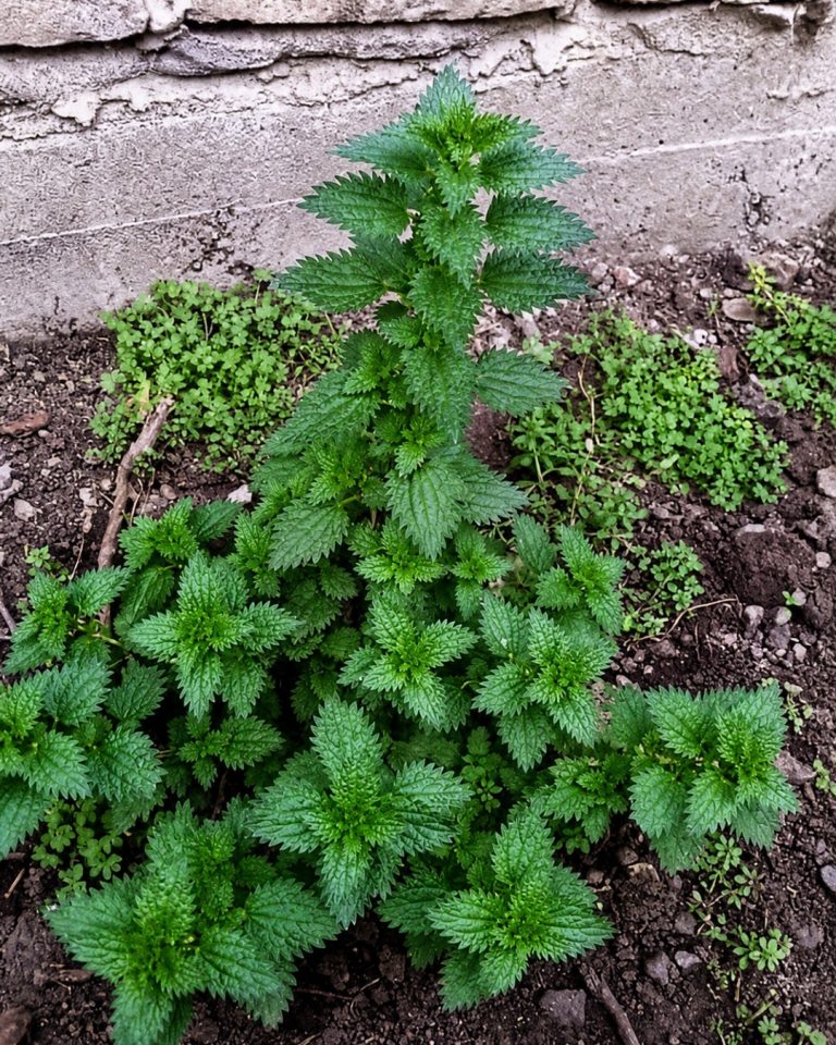 Le llaman la planta de la eterna juventud