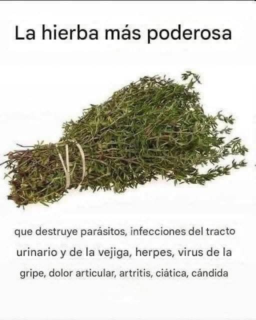 El romero: la hierba más potente para cuerpo y mente
