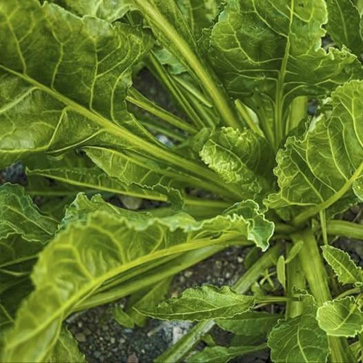 Beneficios de comer Espinaca
