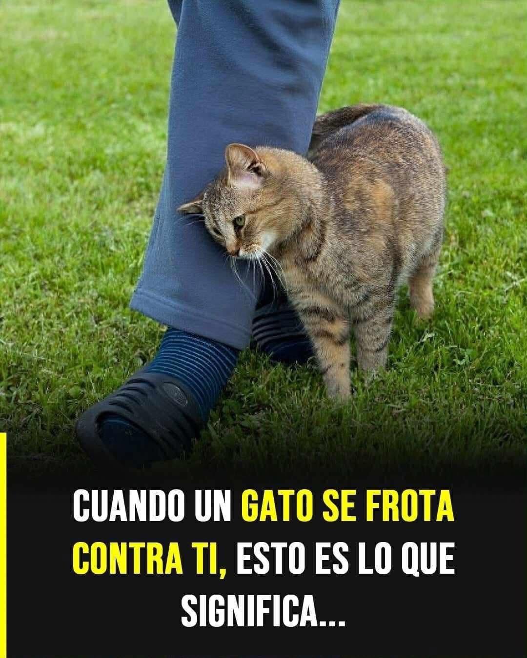 ¿Qué significa cuando un gato se frota contra ti? La curiosa razón detrás de este comportamiento