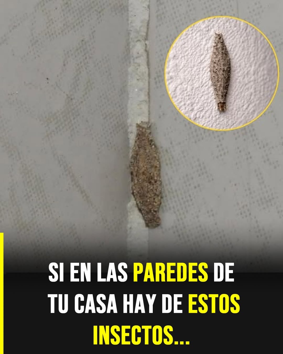 El insecto silencioso que aparece en paredes y techos y despierta curiosidad en el hogar