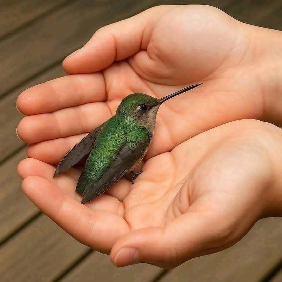 Qué significa cuando un colibrí llega a tu casa