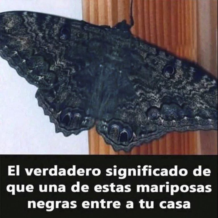 Esto es lo que significa cuando una mariposa negra llega a ti