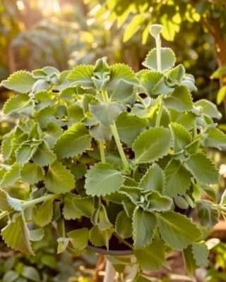 Té de oregano para todo! – ¿para qué sirve?