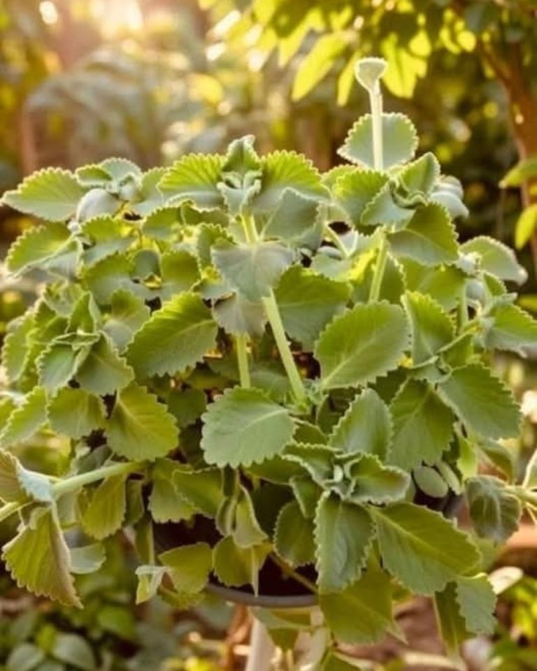 Té de oregano para todo! – ¿para qué sirve?