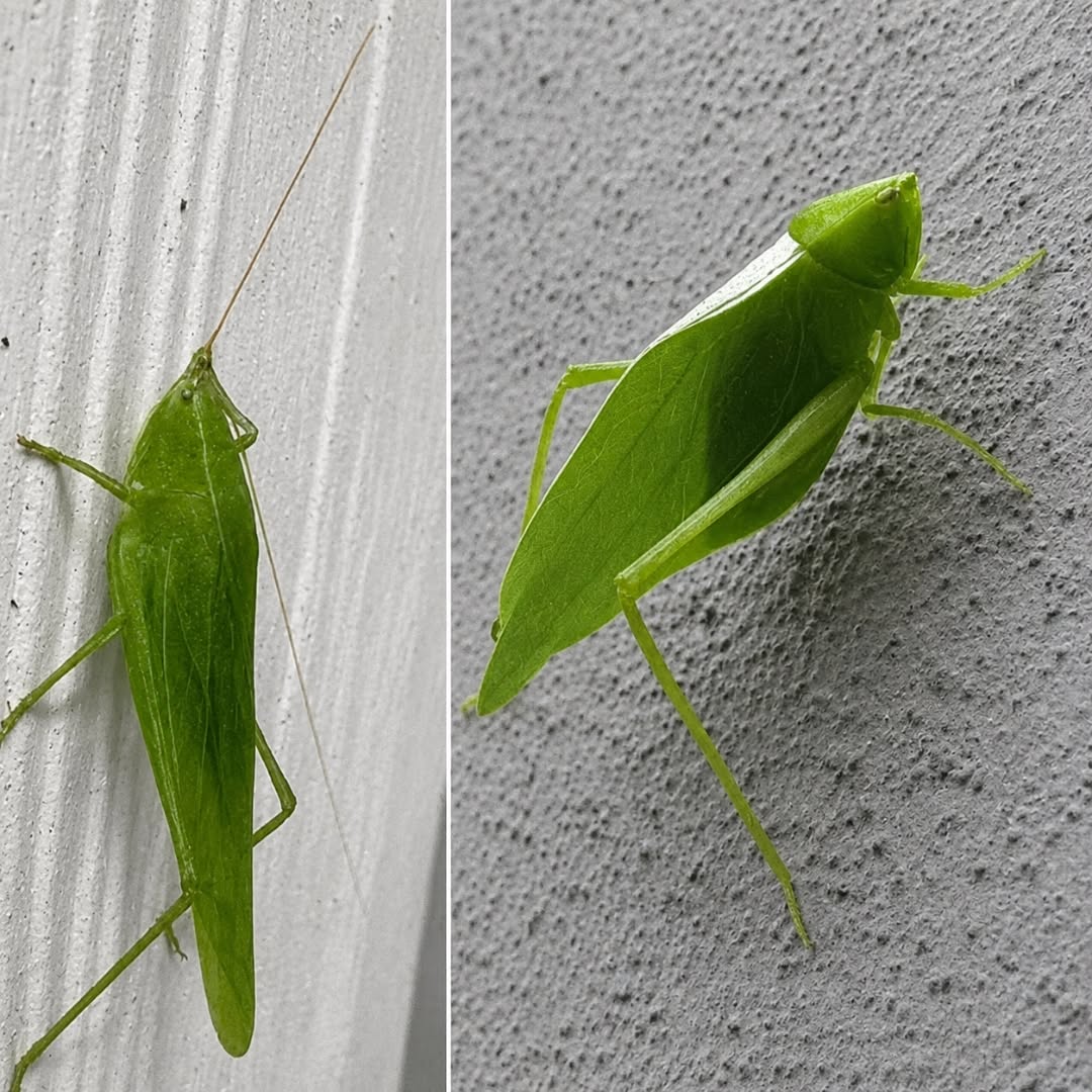 Que significa que una Esperanza llegue a mi casa.