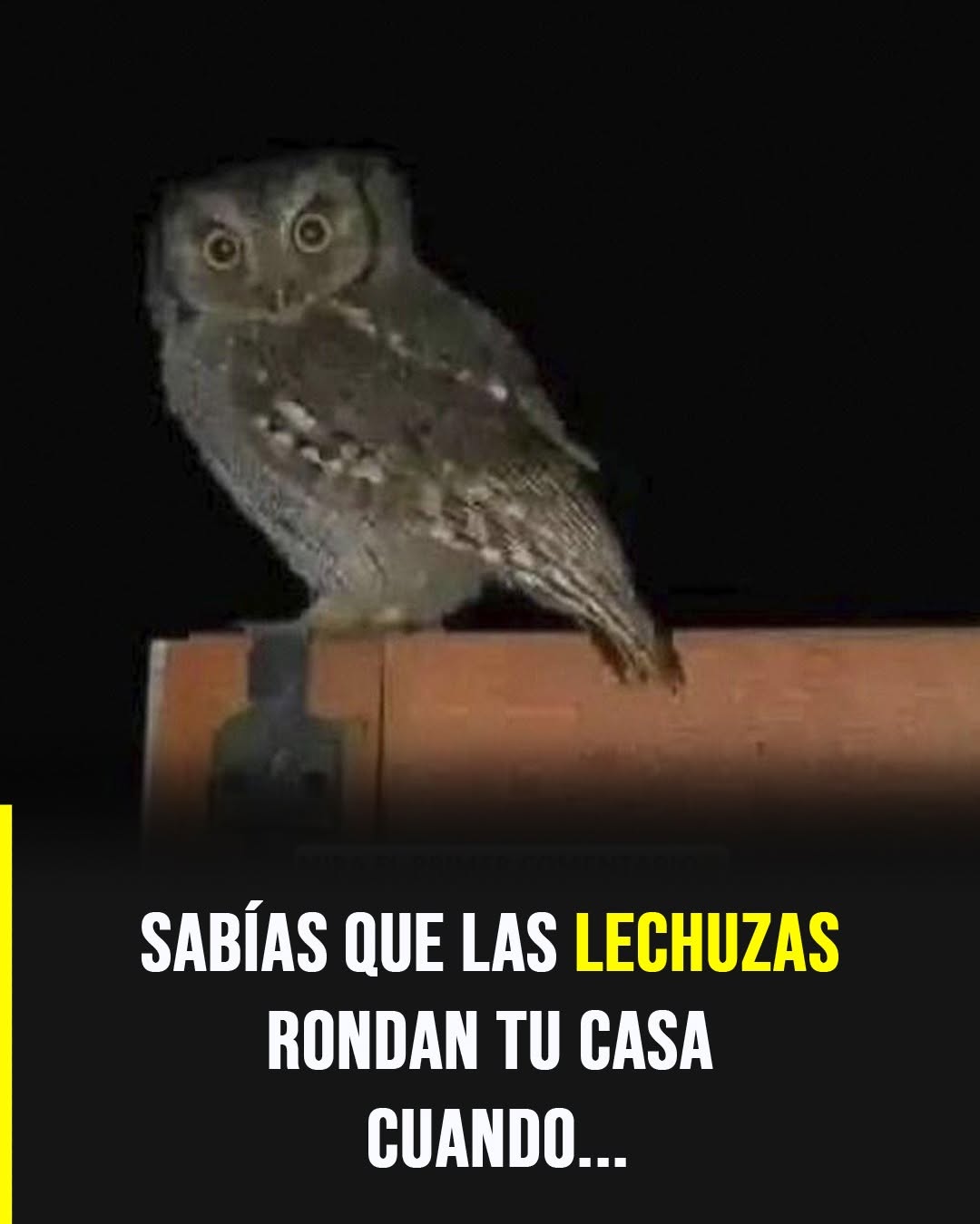 El significado espiritual de las lechuzas y su simbolismo de sabiduría y protección