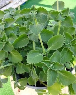 Té de oregano para todo! – ¿para qué sirve?