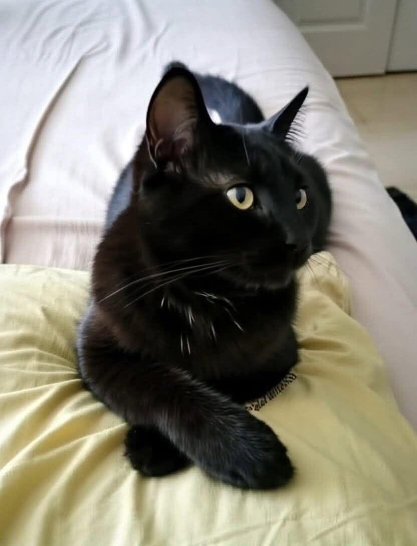 Qué pasa cuando se te aparece un gato negro? – Bienvenido al Hogar