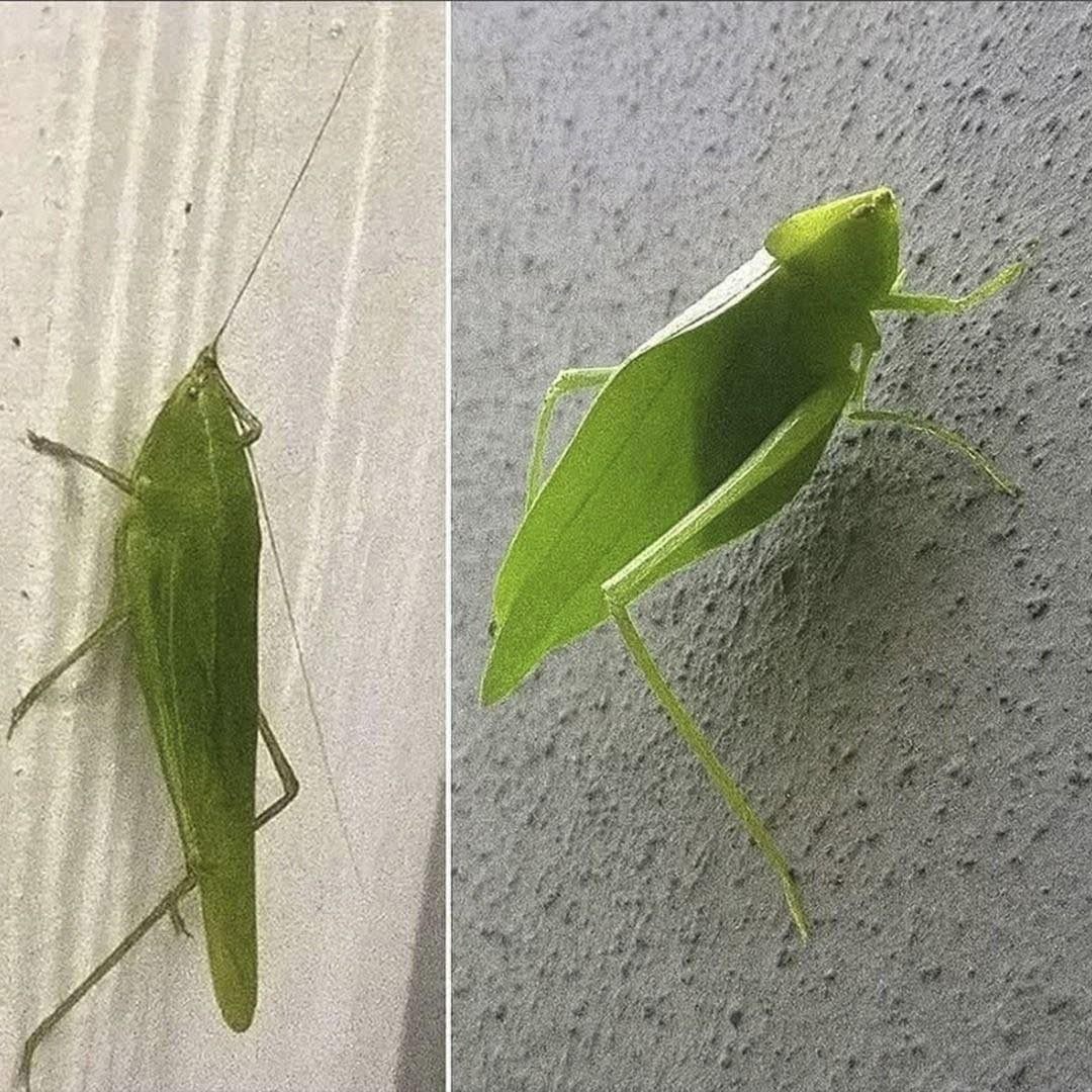 La Amblycorypha: El mensajero verde de la esperanza y la buena fortuna