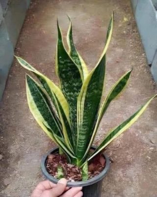 La planta lengua de Vaca o Lengua de Suegra