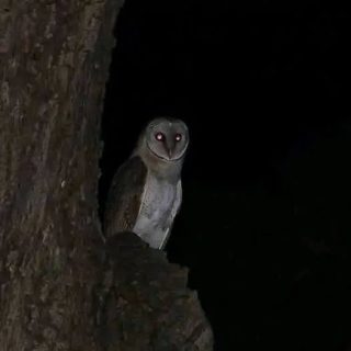 Descubriendo el misterioso mundo de las lechuzas: entre beneficios ecológicos, sabiduría ancestral y supersticiones