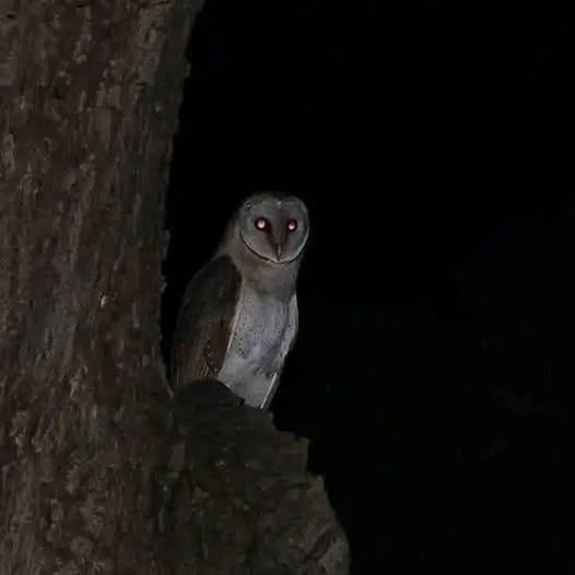 Descubriendo el misterioso mundo de las lechuzas: entre beneficios ecológicos, sabiduría ancestral y supersticiones