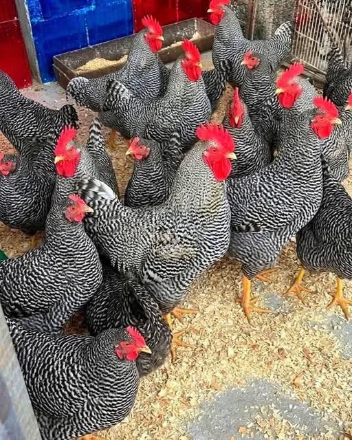 Como le llaman a este color de gallinas en sus país,estado o ciudad????