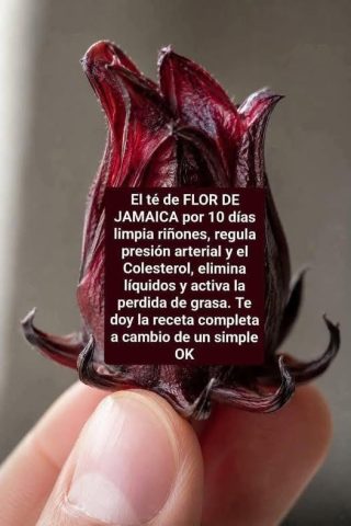 Sabias que con Esta Flor Puedes Preparar una Saludable Bebida !!