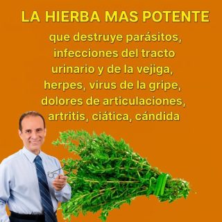 La hierba más potente que acaba con los parásitos , infecciones urinarias y herpes