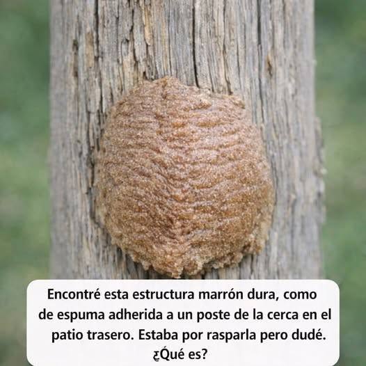 Encontré esta extraña estructura marrón adherida a un poste del jardín y dudé antes de quitarla.