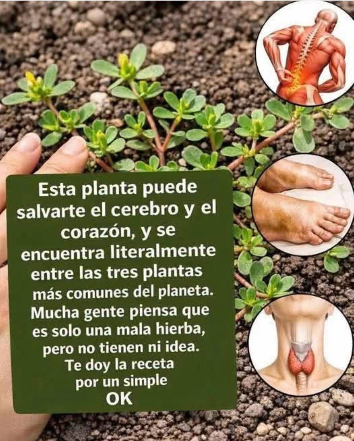 Verdolaga la Planta Más Poderosa del Mundo
