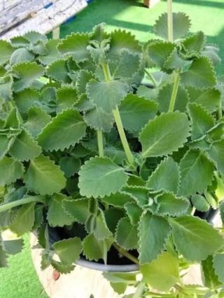 Té de oregano para todo! – ¿para qué sirve?