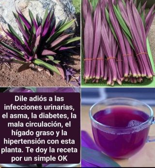 Ortiga Morada: Un Tesoro Silvestre para la Circulación y el Corazón
