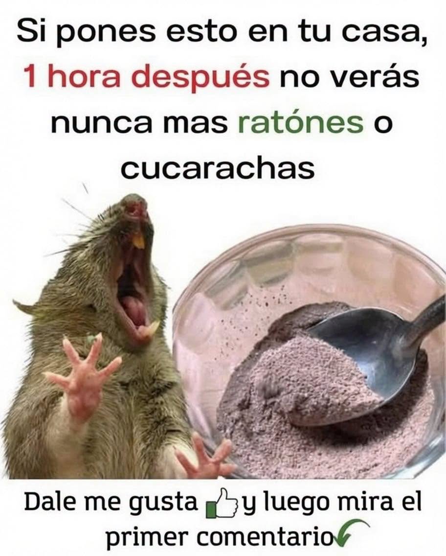🐭🪳 El Truco Casero que Está Ayudando a Muchas Familias a Mantener Alejadas las Ratas y las Cucarachas