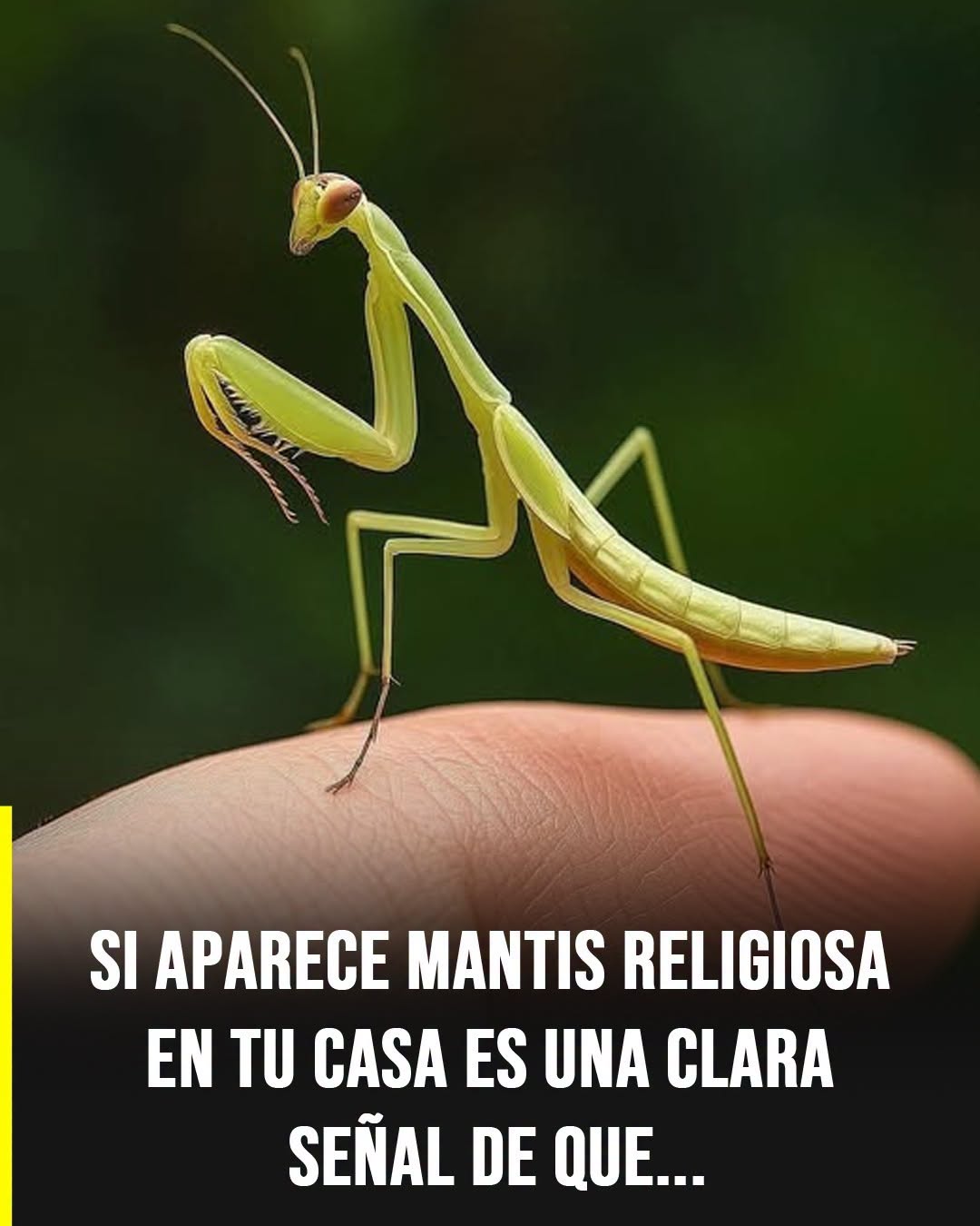 Qué significa que una mantis religiosa entre a tu casa: el simbolismo espiritual detrás de su visita